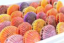 画像をギャラリービューアに読み込む, 【入荷まち】愛南ヒオウギ貝 50個入