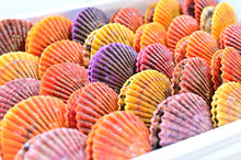 画像をギャラリービューアに読み込む, 【入荷待ち】愛南ヒオウギ貝 35個入