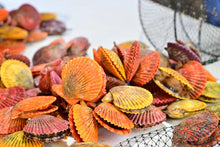 画像をギャラリービューアに読み込む, 【入荷まち】愛南ヒオウギ貝 45個入