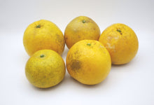 画像をギャラリービューアに読み込む, 吉田農園河内晩柑約10kg B品