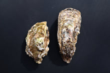 画像をギャラリービューアに読み込む, 【売切】上甲商会のかき(愛南かき) Lサイズ3kg