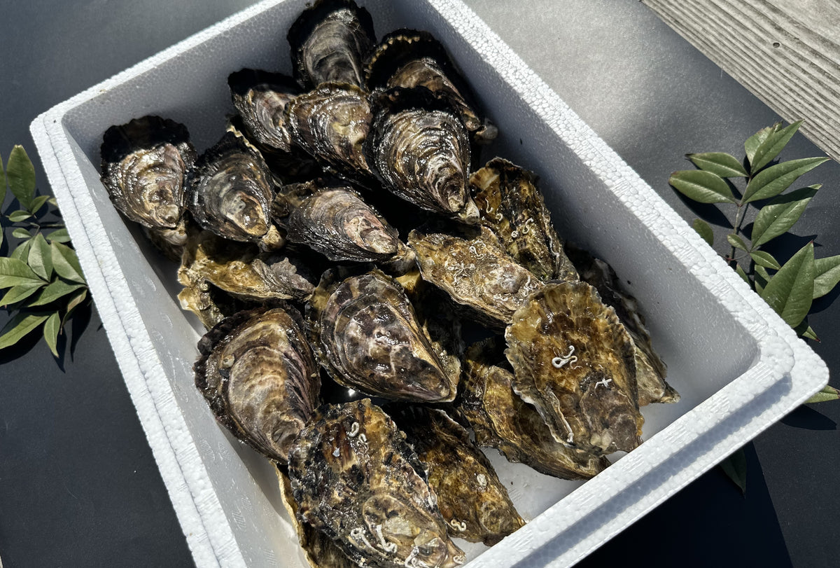 IMG_20101_1200x1200.jpg?v=