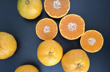 画像をギャラリービューアに読み込む, 【ペガサスファーム】八幡浜向灘 極早生みかん 3.0kg サイズミックス