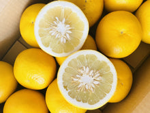 画像をギャラリービューアに読み込む, 【3月限定】文旦5.5kg