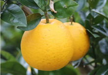 画像をギャラリービューアに読み込む, 【SOLD OUT】愛南フルーツの愛南ゴールド家庭用10kg