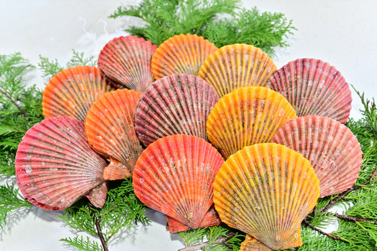 貝　まとめ売り スイジガイ(水字貝)特大【22cm前後/1個】En: Lambis chiragra (size