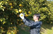 画像をギャラリービューアに読み込む, 【入荷しました】河内晩柑ピール 10袋セット