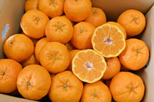 画像をギャラリービューアに読み込む, 【訳あり】愛南ポンカン(サイズミックス)10kg