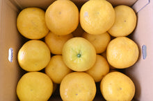 画像をギャラリービューアに読み込む, 【2025販売終了】吉田農園河内晩柑9kg(大玉)