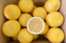 画像をギャラリービューアに読み込む, 【2025販売終了】吉田農園河内晩柑9kg(大玉)