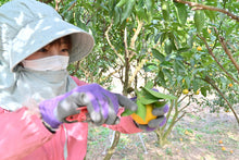 画像をギャラリービューアに読み込む, 愛南フルーツ無添加果汁100%ジュース 3種セット720ml 6本