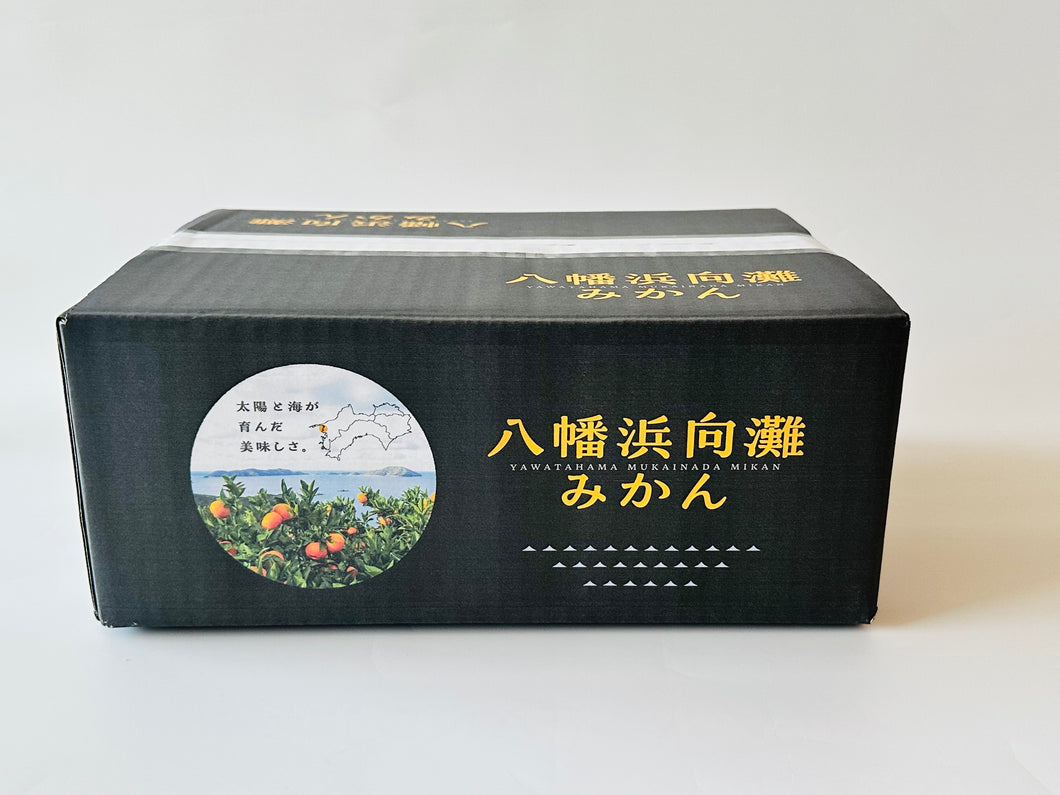 【ペガサスファーム】八幡浜向灘 極早生みかん 3.0kg サイズミックス