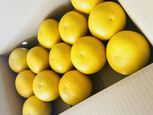 画像をギャラリービューアに読み込む, 【３月限定】文旦5.5kg
