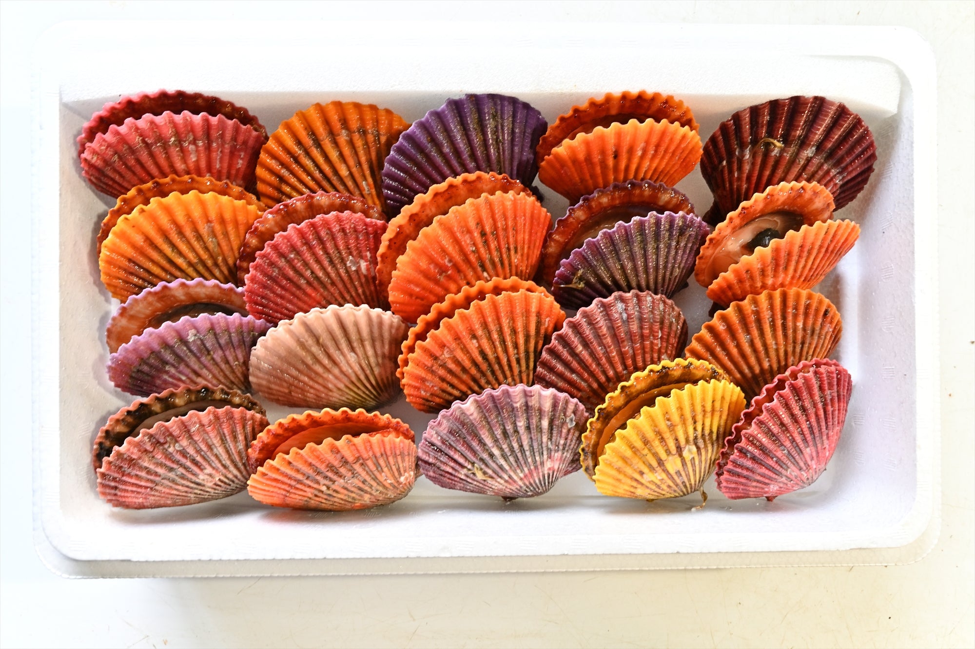 入荷まち】愛南ヒオウギ貝 20個入 – AINAN STAND